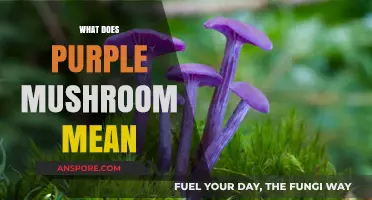 Purple Mushrooms: Their Meaning and Significance