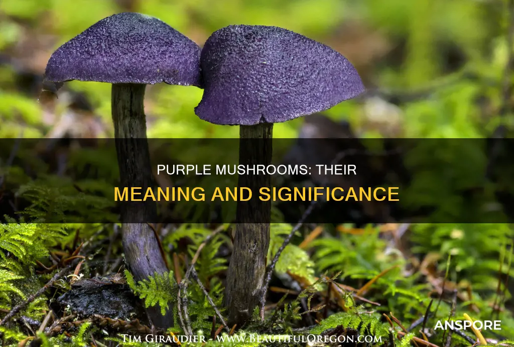 what does purple mushroom mean