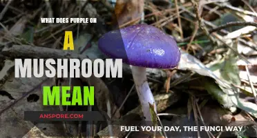 Decoding Mushroom Colors: Understanding the Significance of Purple Fungi
