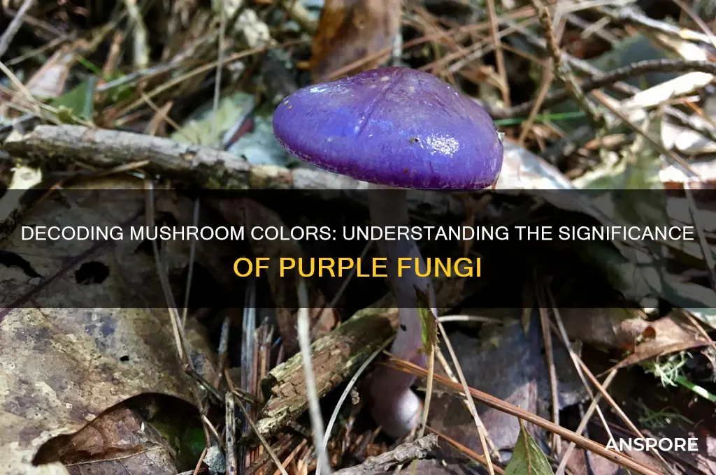 what does purple on a mushroom mean