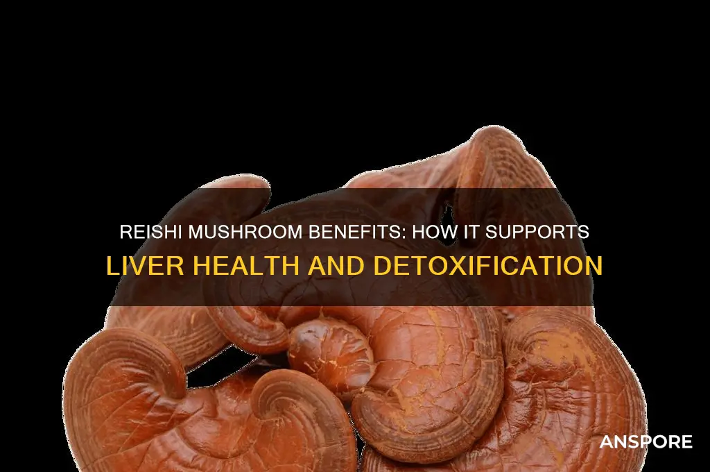 what does reishi mushroom do to liver