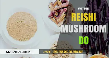 Reishi Mushrooms: Ancient Superfood, Modern Benefits