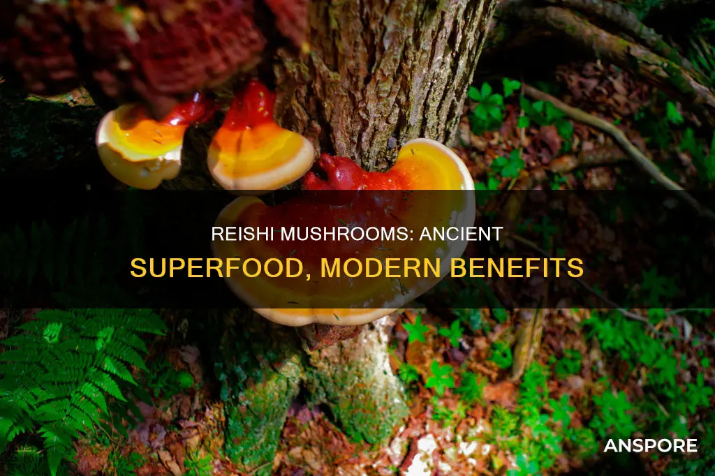 what does reishi mushrooms do