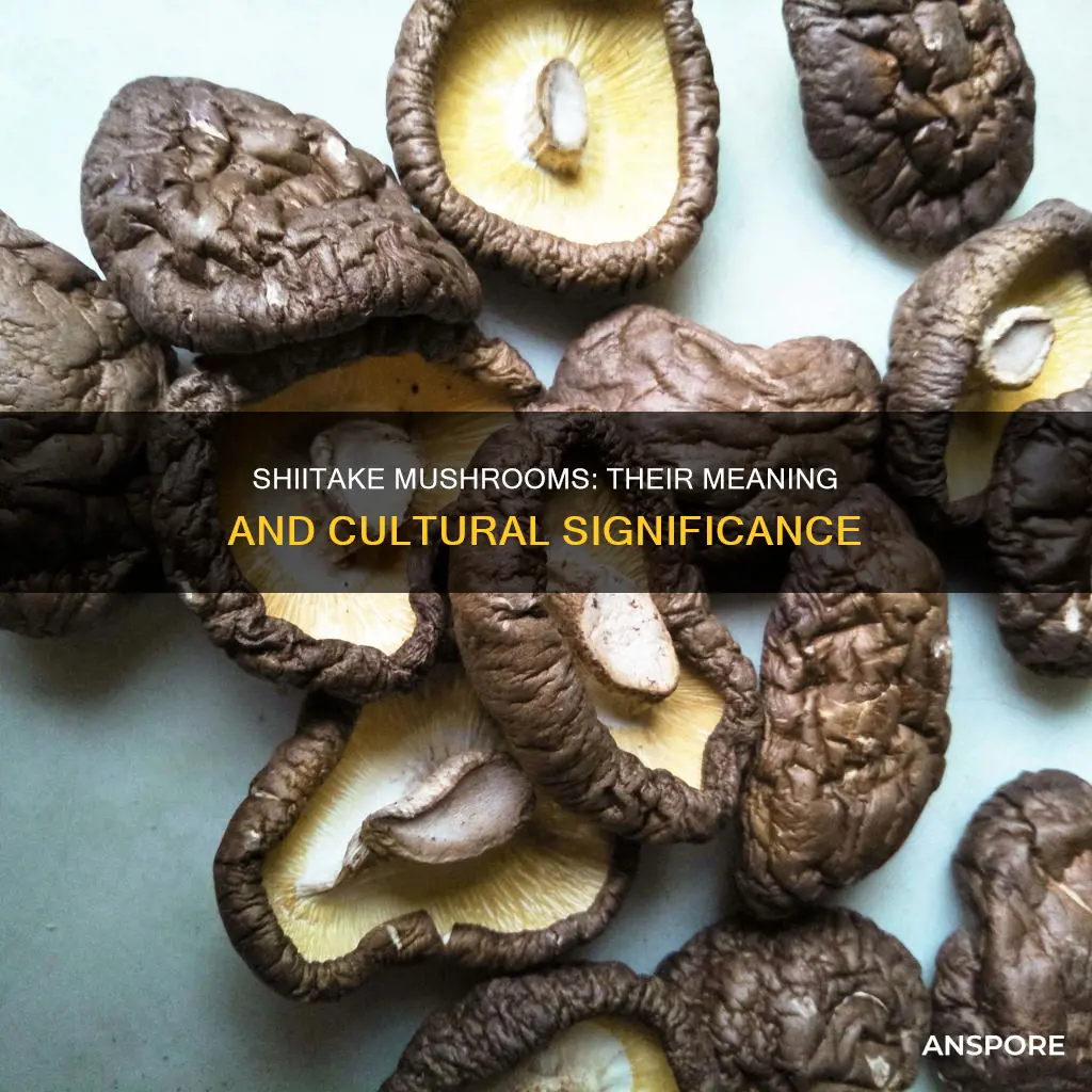 what does shiitake mushroom mean