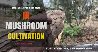 Understanding Spawn Run: Key Steps in Mushroom Cultivation Explained