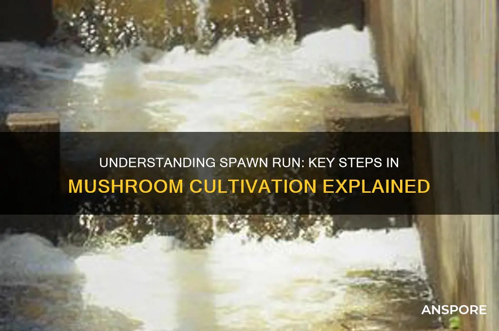 what does spawn run mean in mushroom cultivation