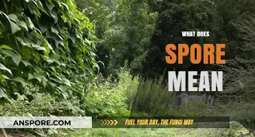 Understanding Spores: Definition, Function, and Significance in Nature