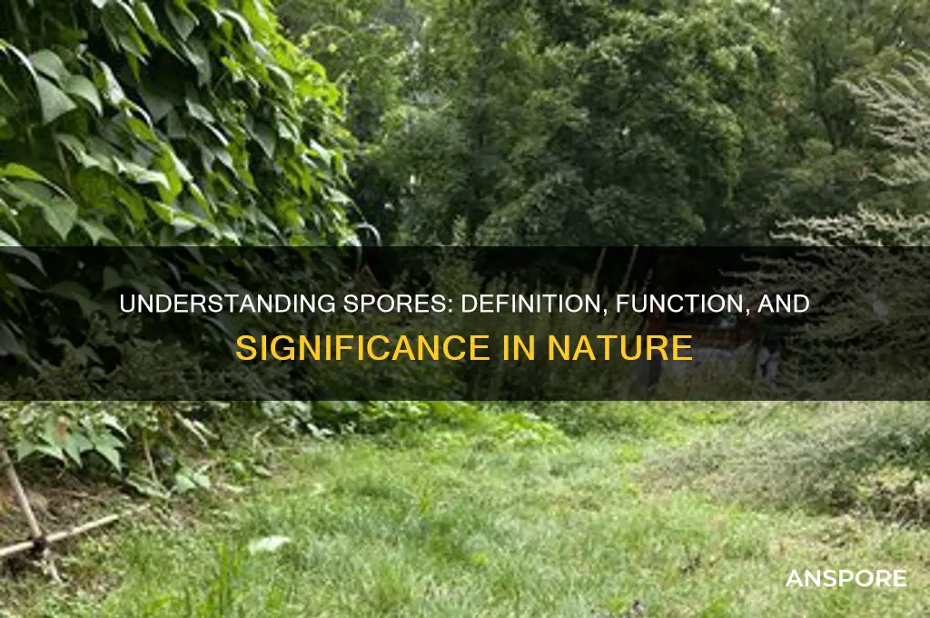 what does spore mean