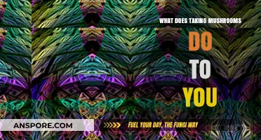 Exploring the Effects: What Happens When You Take Mushrooms?