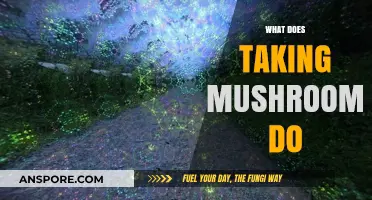 Psychedelic Experience: Magic Mushrooms and Their Effects