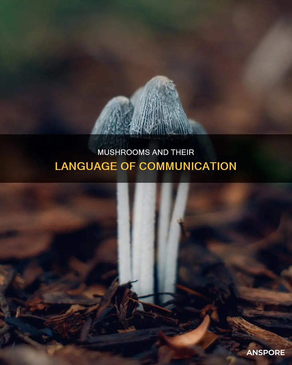 what does talking mushrooms mean