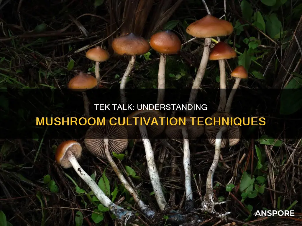 what does tek mean mushrooms