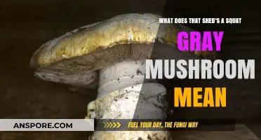 Unveiling the Mystery: What Does a Squat Gray Mushroom in Your Shed Mean?
