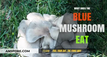 Unveiling the Blue Mushroom's Diet: What Sustains This Unique Fungus?
