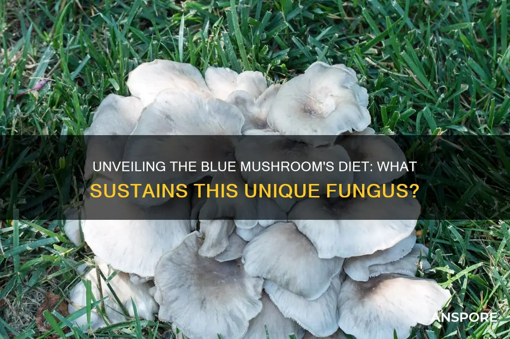 what does the blue mushroom eat