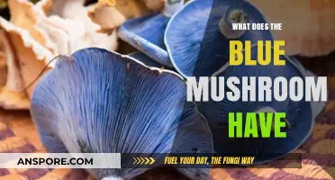 Unveiling the Secrets: What Does the Blue Mushroom Contain?