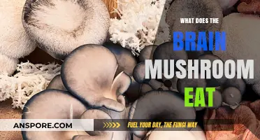 Unveiling the Brain Mushroom's Diet: What Fuels Its Growth and Function?