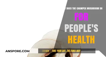 Champex Mushroom Benefits: Boosting Immunity, Energy, and Overall Health Naturally