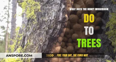 How Honey Mushrooms Impact Trees: Effects and Ecological Role Explained