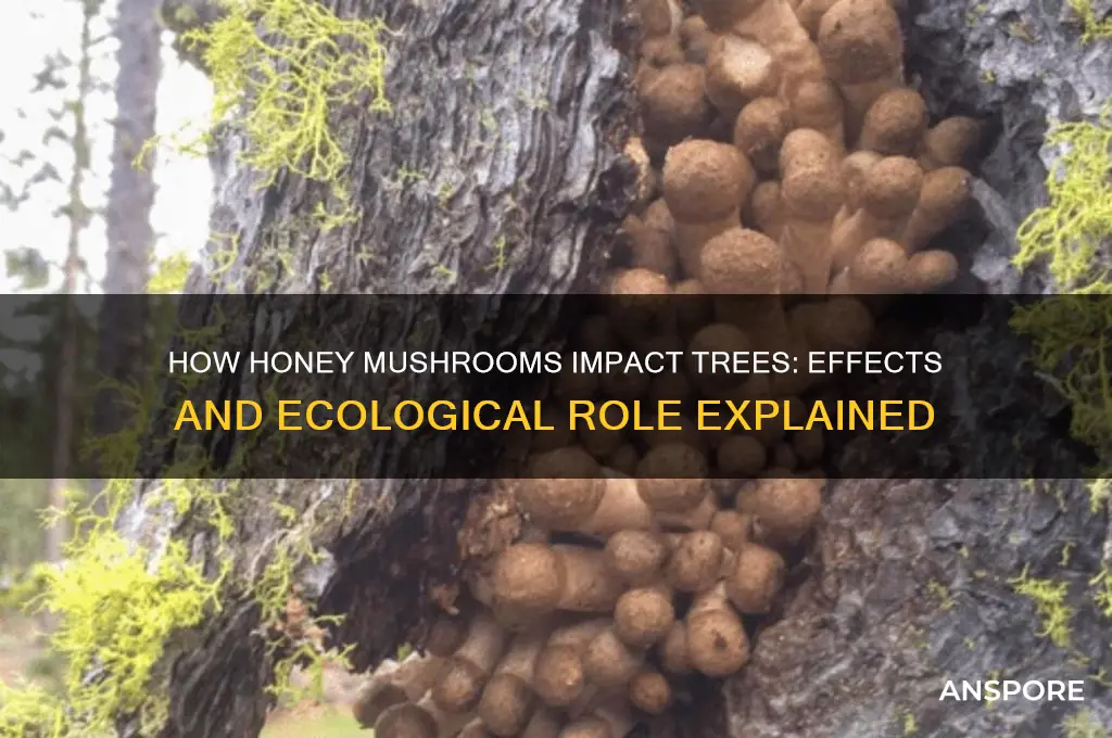 what does the honey mushroom do to trees