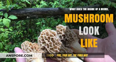 Exploring the Intricate Interior of Morel Mushrooms: A Visual Guide