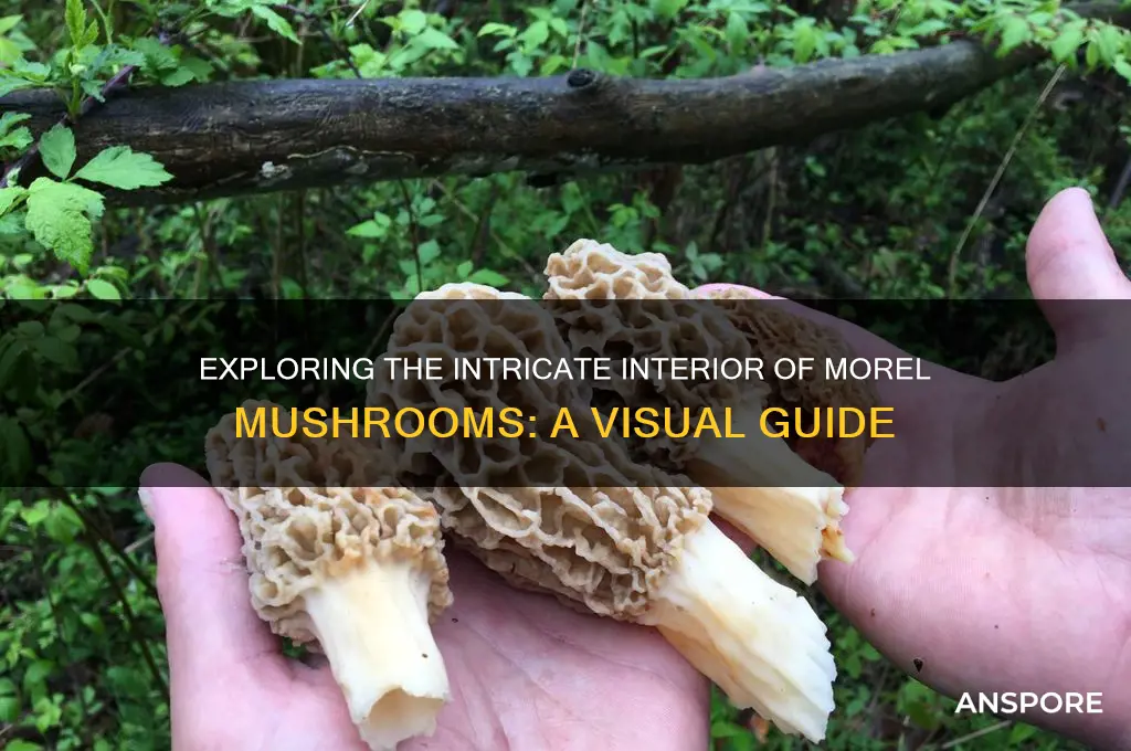 what does the inside of a morel mushroom look like