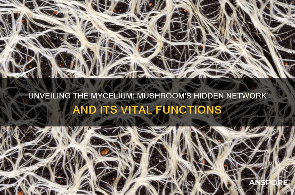 what does the mycelium of a mushroom do