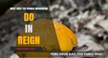 Orange Mushroom's Role in Reign: Effects and Gameplay Impact Explained