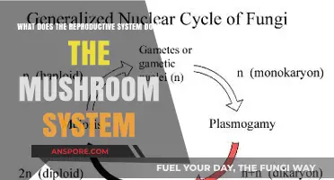 Exploring Mushroom Reproduction: The Role of the Reproductive System
