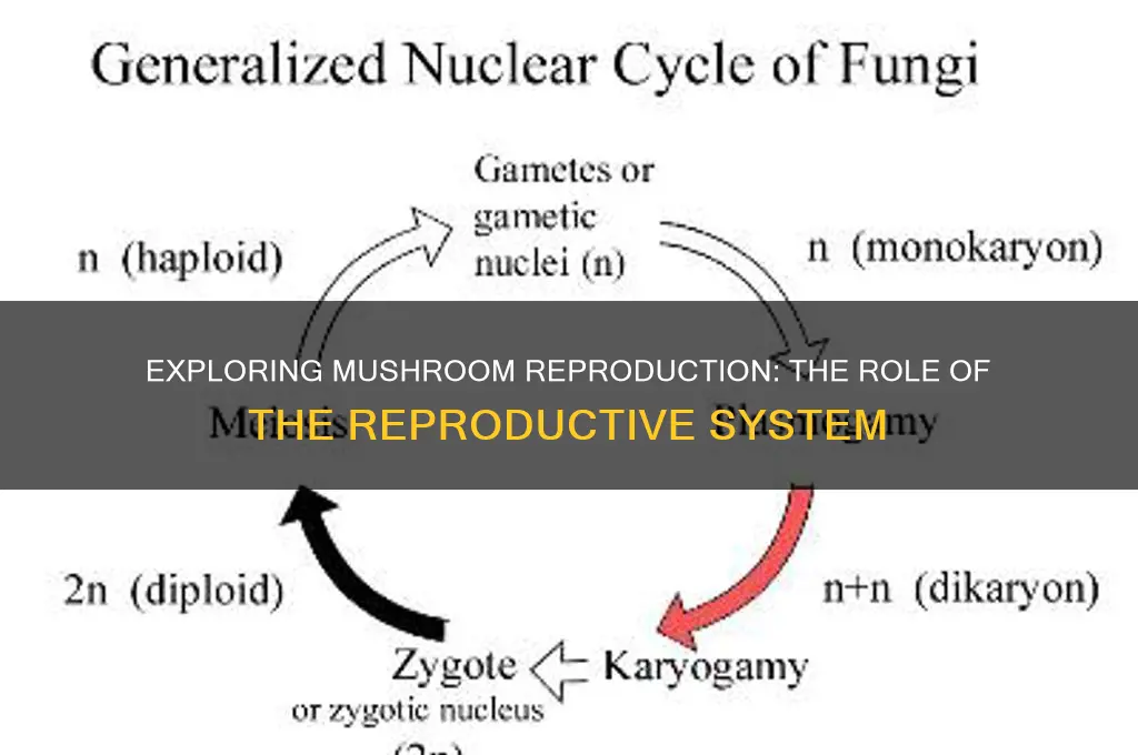 what does the reproductive system do in the mushroom system