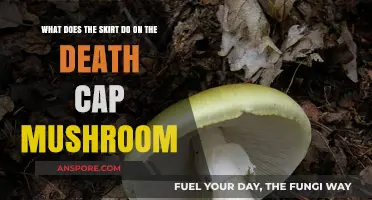 The Death Cap Mushroom's Skirt: Function and Deadly Deception Explained