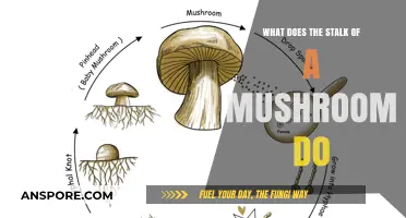 Unveiling the Hidden Role: What Does the Mushroom Stalk Do?