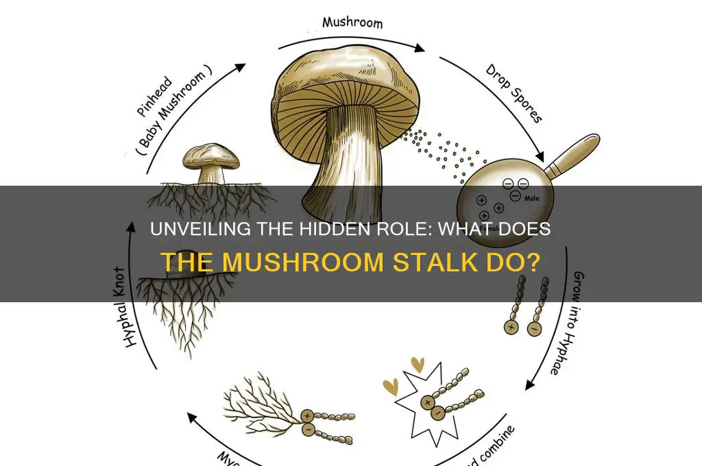 what does the stalk of a mushroom do