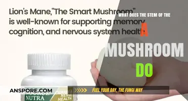 Unveiling the Role: How Mushroom Stems Support Growth and Survival