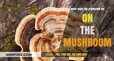 Understanding the Stemstrip's Role in Mushroom Growth and Functionality