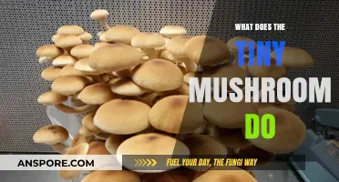 Unveiling the Surprising Secrets of the Tiny Mushroom's Role