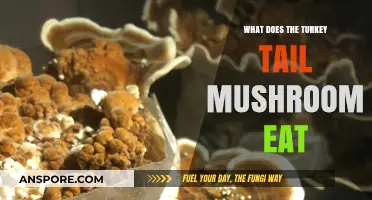 Turkey Tail Mushroom's Diet: Unveiling Its Unique Nutritional Sources