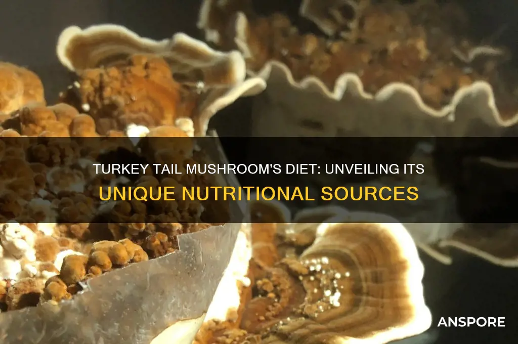 what does the turkey tail mushroom eat