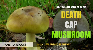 The Volva's Role in Identifying Deadly Death Cap Mushrooms