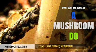 Understanding the Volva: A Mushroom's Hidden Protective Structure Explained