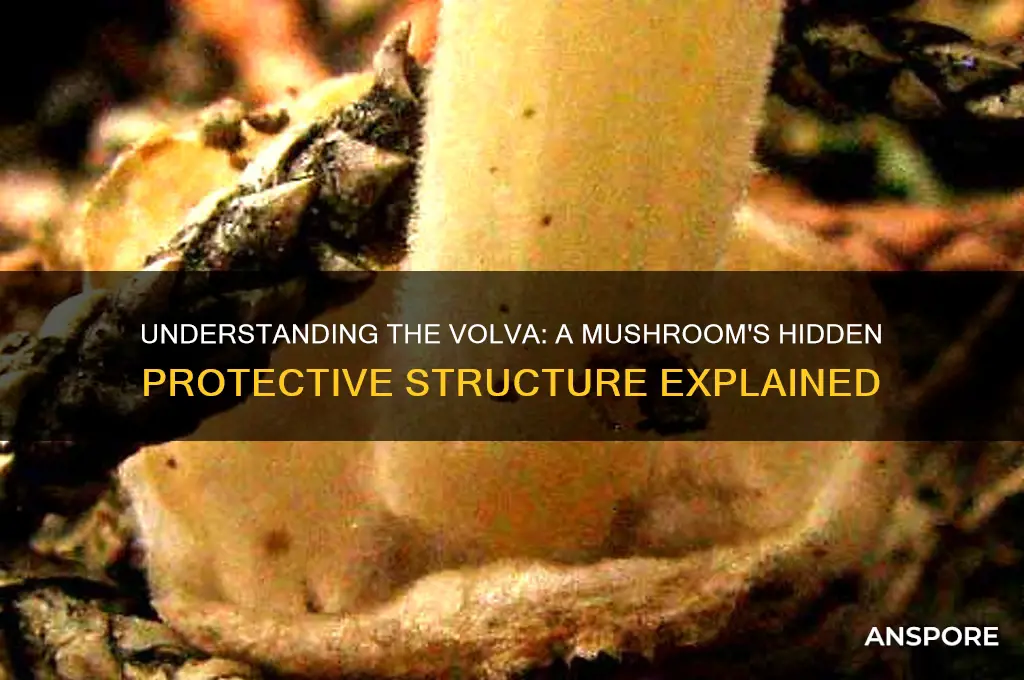 what does the volva of a mushroom do