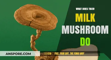 Tiger Milk Mushroom Benefits: Unlocking Its Healing Powers and Uses