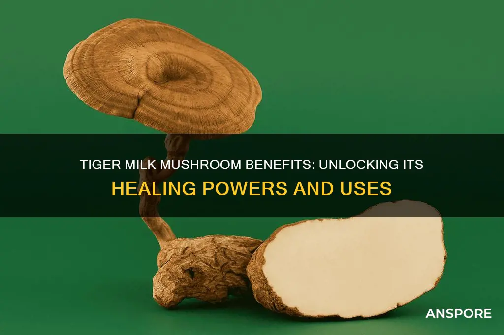what does tiger milk mushroom do