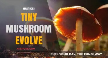 Evolution of Tiny Mushrooms: From Spores to Caps