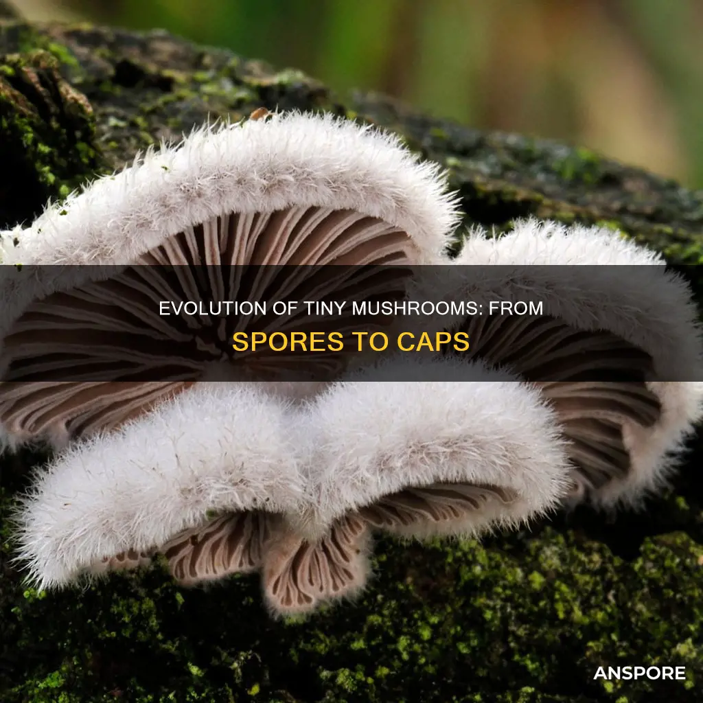 what does tiny mushroom evolve