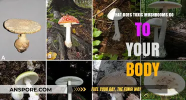 Toxic Mushrooms: Unveiling Their Dangerous Effects on Your Body