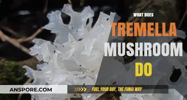 Tremella Mushroom: Superfood for Skin and Gut