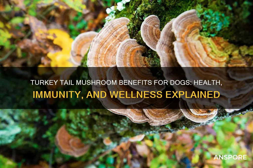 what does turkey tail mushroom do for dogs