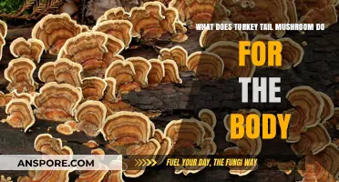 Turkey Tail Mushroom Benefits: Boosting Immunity and Supporting Body Health