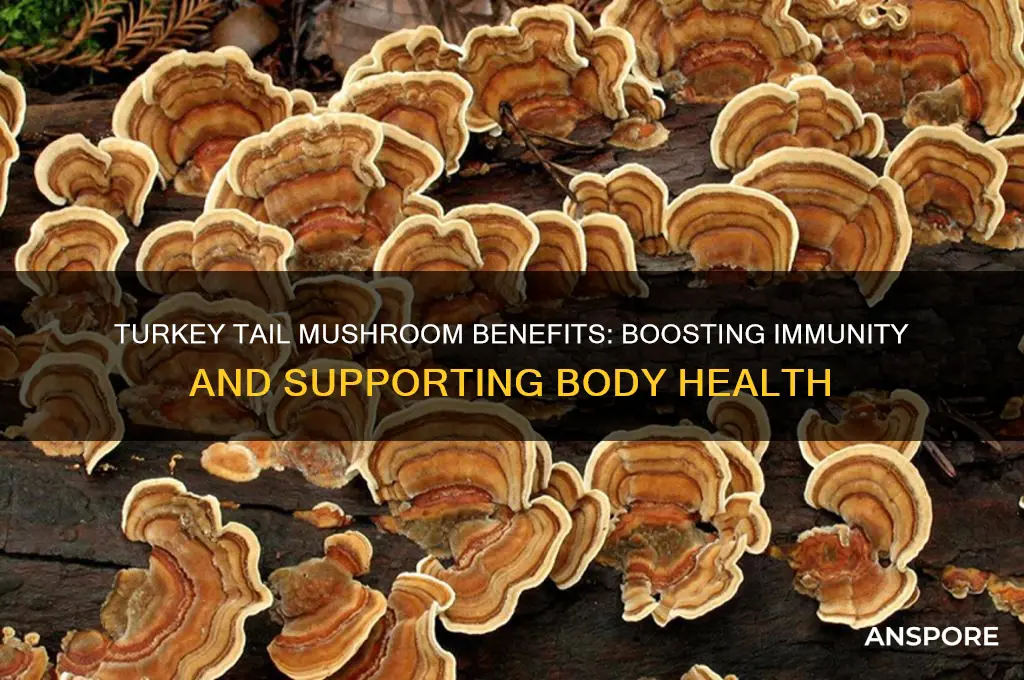 what does turkey tail mushroom do for the body
